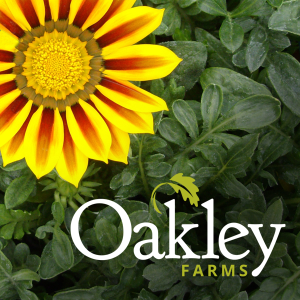 Oakley Website
